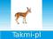 ANIMAL P. Młoda gazela Thomsona OD RĘKI