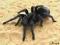 MTP Grammostola pulchra L2 - ogromne czarne bestie