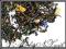Herbata czarna ŻONA EARL GREY 50g Rewelacyjna!!!!