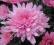 Chryzantema zimująca ,LILIA ' - róża, choinka,
