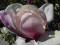 MAGNOLIA  'IOLANTHE' 80-90CM CENNA I RZADKA OKAZJA