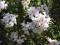 RHODODENDRON BILI NOWINKA 30-50C BLADORÓŻOWY