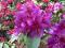 RHODODENDRON LEE'S DARK PURPLE 30-40 PURPUROWOFIOL