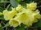 RHODODENDRON  HOTEI 30-40 C4' ŻÓŁTE DZWONKI