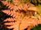 pomarańczowa paproć NARECZNICA PROLIFICA