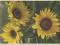 Kwiaty słoneczniki  na pocztówce do 45r.    b/o