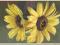 Kwiaty na pocztówce do 45r b/o Słoneczniki