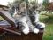 Maine Coon kocięta z rodowodem
