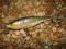 WOBLER RAPALA SH SHAD RAP - 8cm/10g - OKAZJA !