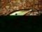 WOBLER RAPALA SH SHAD RAP - 5cm/5g - OKAZJA !