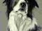 PIES - Border Collie - rysunek - obraz -  A4