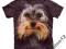 Yorkshire Terrier - THE MOUNTAIN - S
