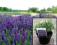 Lawenda Hidcote blue 10 cm UPOJNY ZAPACH P12