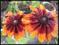 RUDBEKIA letnia - mix - sadzonki