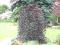 BUK PURPUREA PENDULA 90-110CM