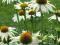 Jeżówka Echinacea. BIAŁA SADZONKI.
