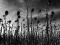 ANASTASIS - DEAD CAN DANCE