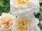 róża  angielska CREAM ABUNDANCE (Harflax)
