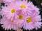 Chryzantema gruntowa 'CZECHOWSK Y''- świerk,liatra