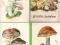 A.Balcerzak Grzyby jadalne + obwoluta