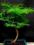 drzewko bonsai - larix prezent