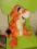 Tygrysek z pieczątką Disney ok.39cm