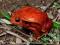 Żaba pomidorowa Dyscophus guineti - Wejherowo