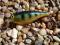 WOBLER RAPALA SHALLOW SHAD RAP - 5cm/5g - OKAZJA !