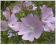 ŚLAZ PIŻMOWY RÓŻOWY MALVA MOSCHATA