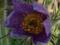 SASANKA VIOLET BLUE PULSATILLA VULGARIS