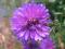Aster NOWOBELGIJSKI FIOLETOWY - pełne kwiaty