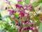 Kwiat elfów-Epimedium czerwone