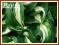 Funkia 'Mediovariegata' (Hosta)  C2