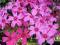FLOKS SZYDLASTY  różowy kwitnące SADZONKI