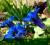 20 Gentiana  acaulis poszukiwany szafir -skalniak