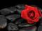 Róża na kamieniach - fototapeta 175x115 cm