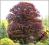 Buk pospolity Purpurea Latifolia PA 20 C5 80-150