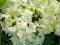 Hortensja bukietowa Grandiflora biała C5 20-30cm