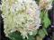 Hortensja bukietowa Phantom C3 _100-120cm