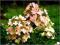 Hortensja bukietowa Pink Diamond C_20 60-80cm