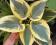 Hosta 'First Frost' - Funkia PIERWSZY MRÓZ !!!!!!!