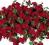 PELARGONIA BLUSZCZOLISTNA BLIZZARD DARK RED PEL.9