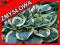 FUNKIA (HOSTA) SNOW CAP - RARYTAS, GIGA SADZONKA