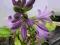 Funkia  Hosta KĘDZIERZAWA