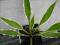 Funkia  Hosta STILETTO w doniczce
