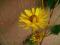 Słoneczniczek szorstki Heliopsis w doniczce