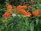 20 Asclepias tuberosa pomarańcz na rabatki