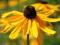 rudbekia błyskotliwa - duże kępy  z gruntu