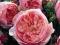 róża  angielska THE ALNWICK ROSE (Ausgrab)