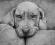OBRAZ Rysunek Pies Weimaraner na prezent, portret!